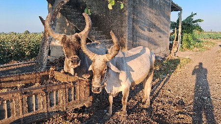 थंबनेल 3