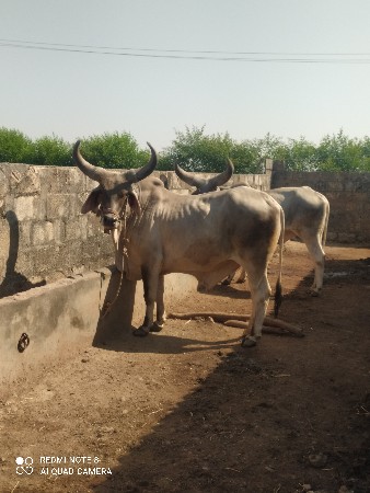 થંબનેલ 3