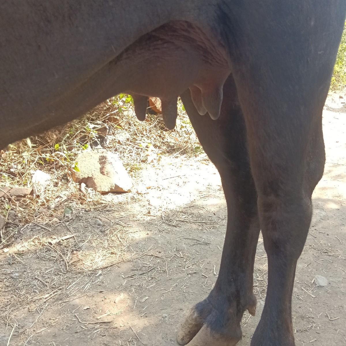 થંબનેલ 3