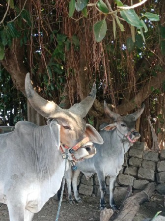 थंबनेल 2