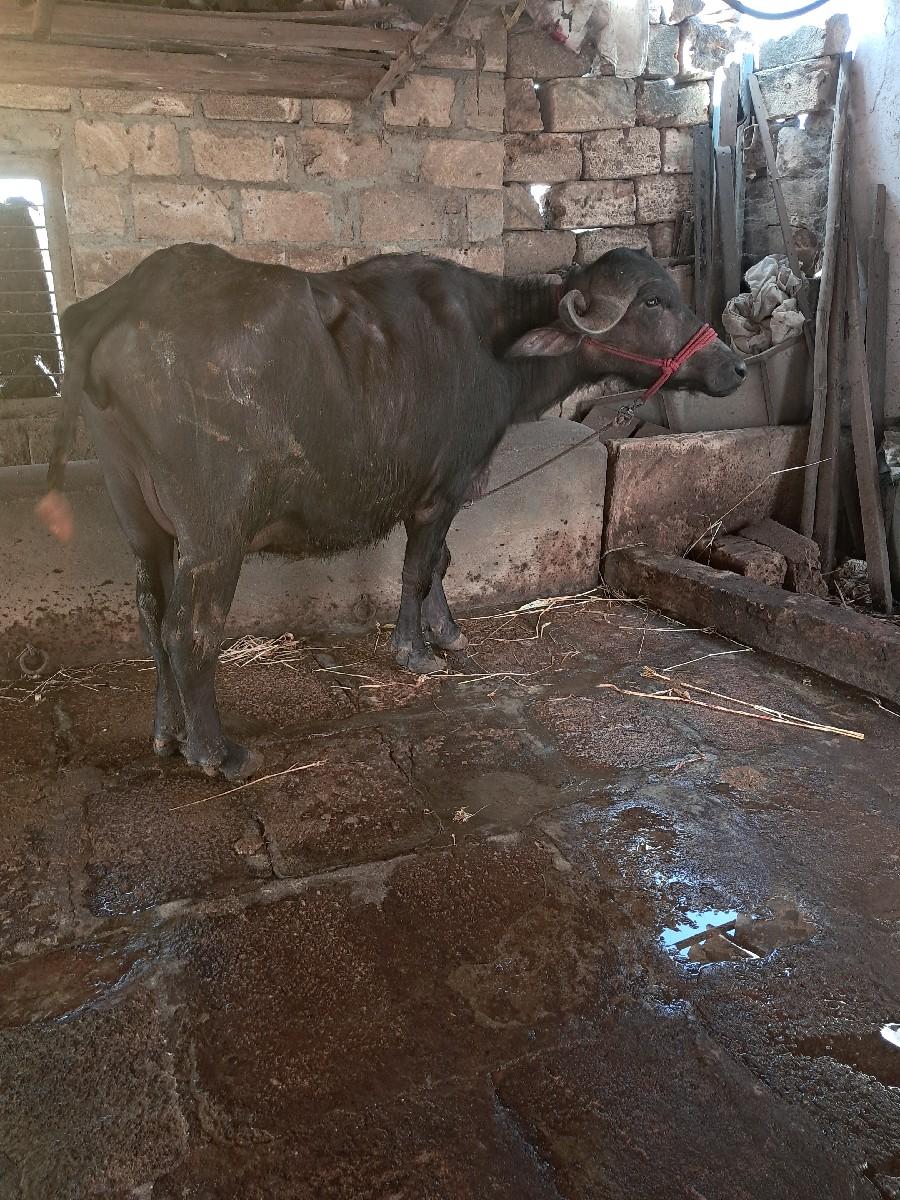 थंबनेल 2