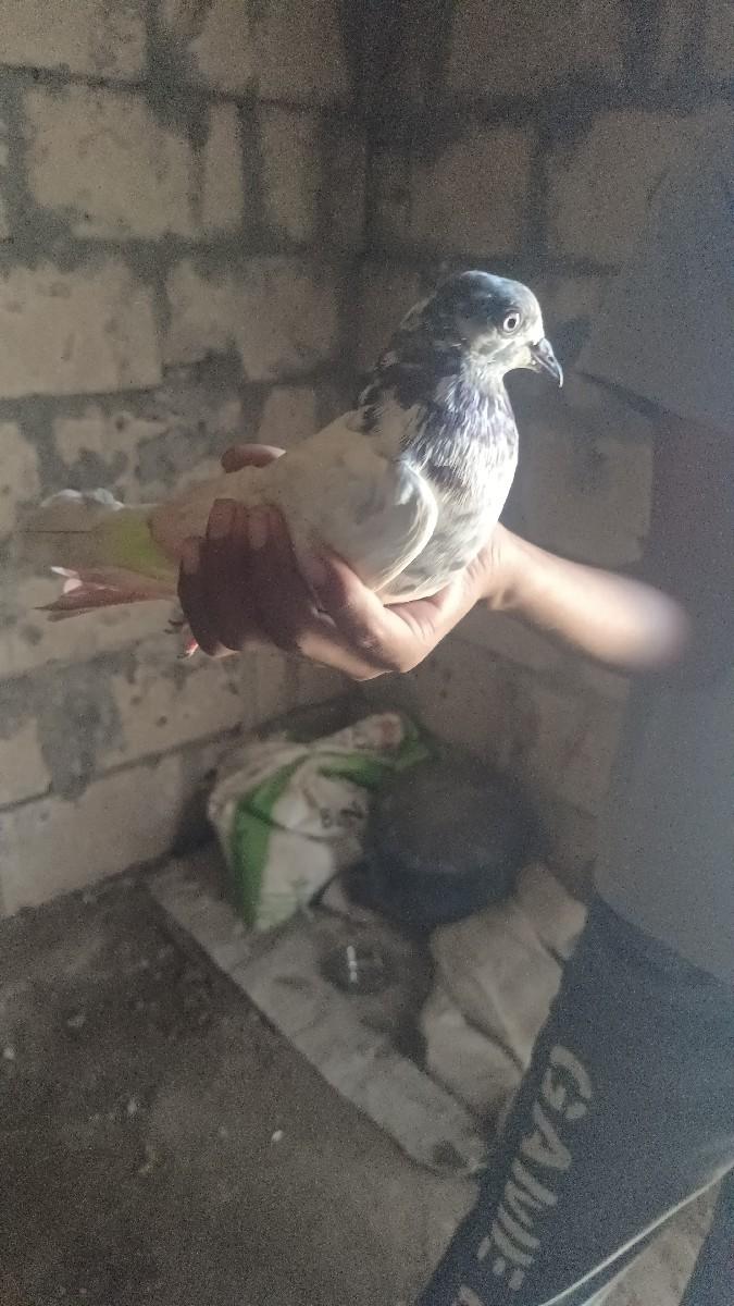 थंबनेल 2