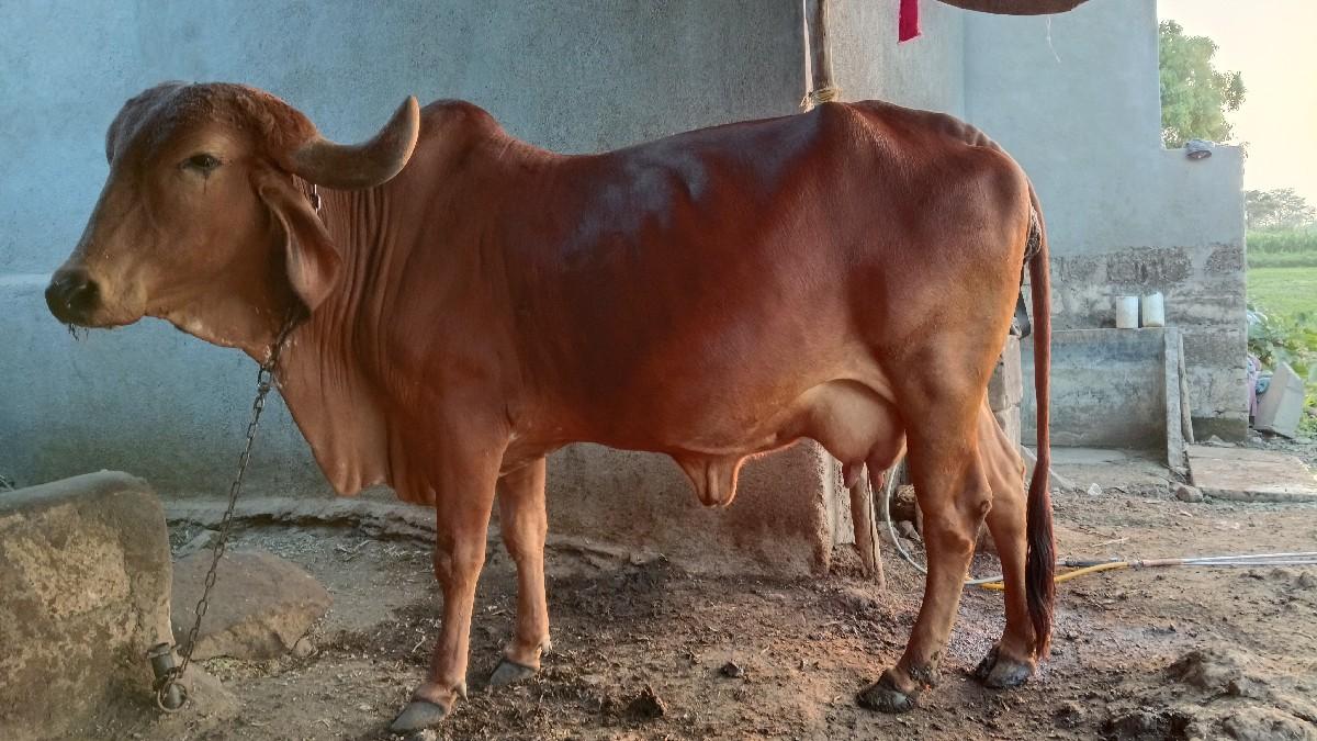 ગાય વેસવાની સે