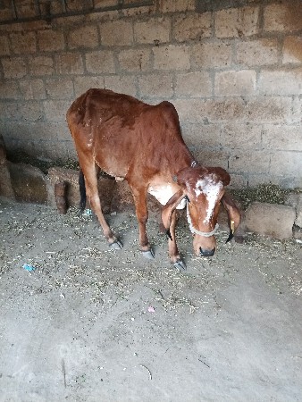 થંબનેલ 2