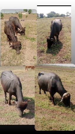 ભેંસો વેચવાની છે