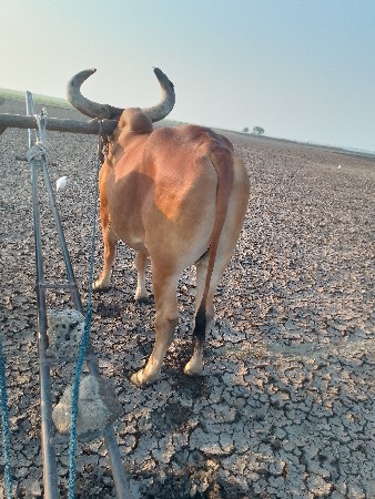 થંબનેલ 2