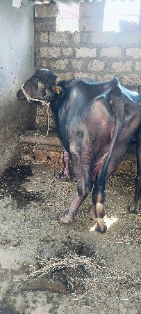 ભેંશ વેશવાની છે