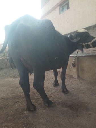 થંબનેલ 2