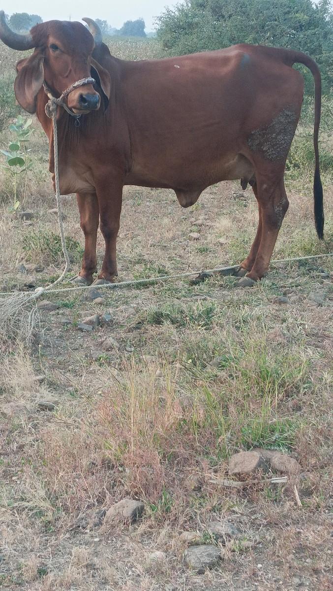 थंबनेल 5