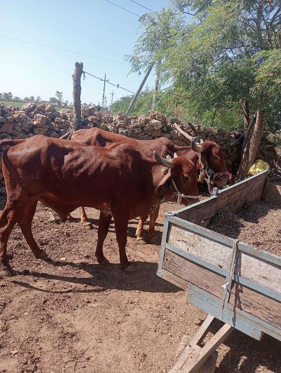 ગોધલા બે એક સરખા છે દેશી