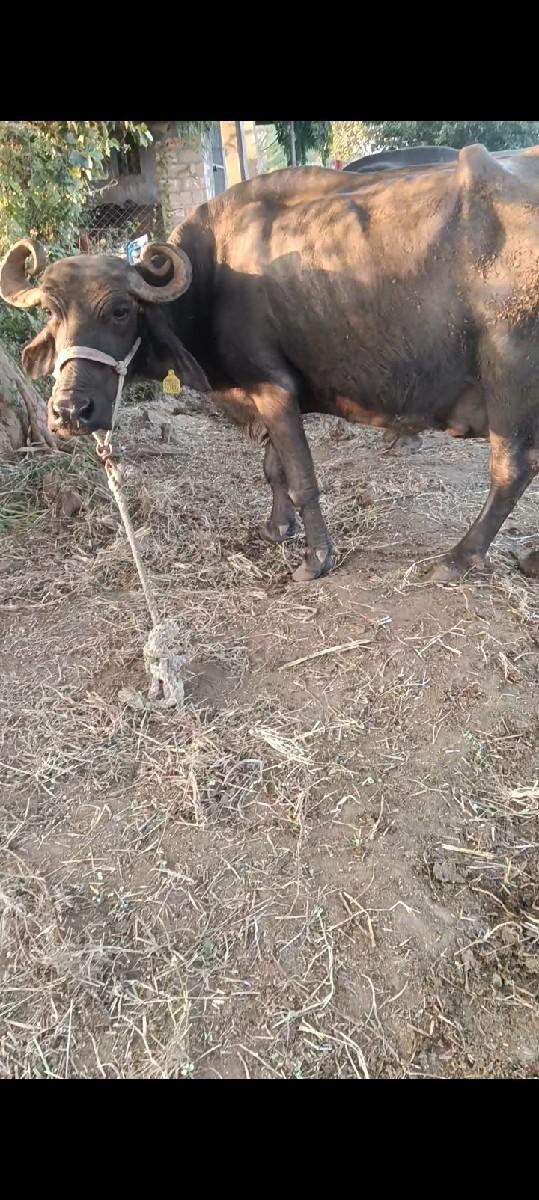 थंबनेल 2