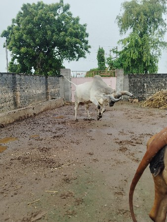 બરધ વેચવાના છે