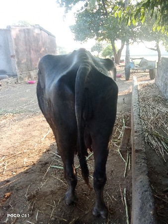 થંબનેલ 2