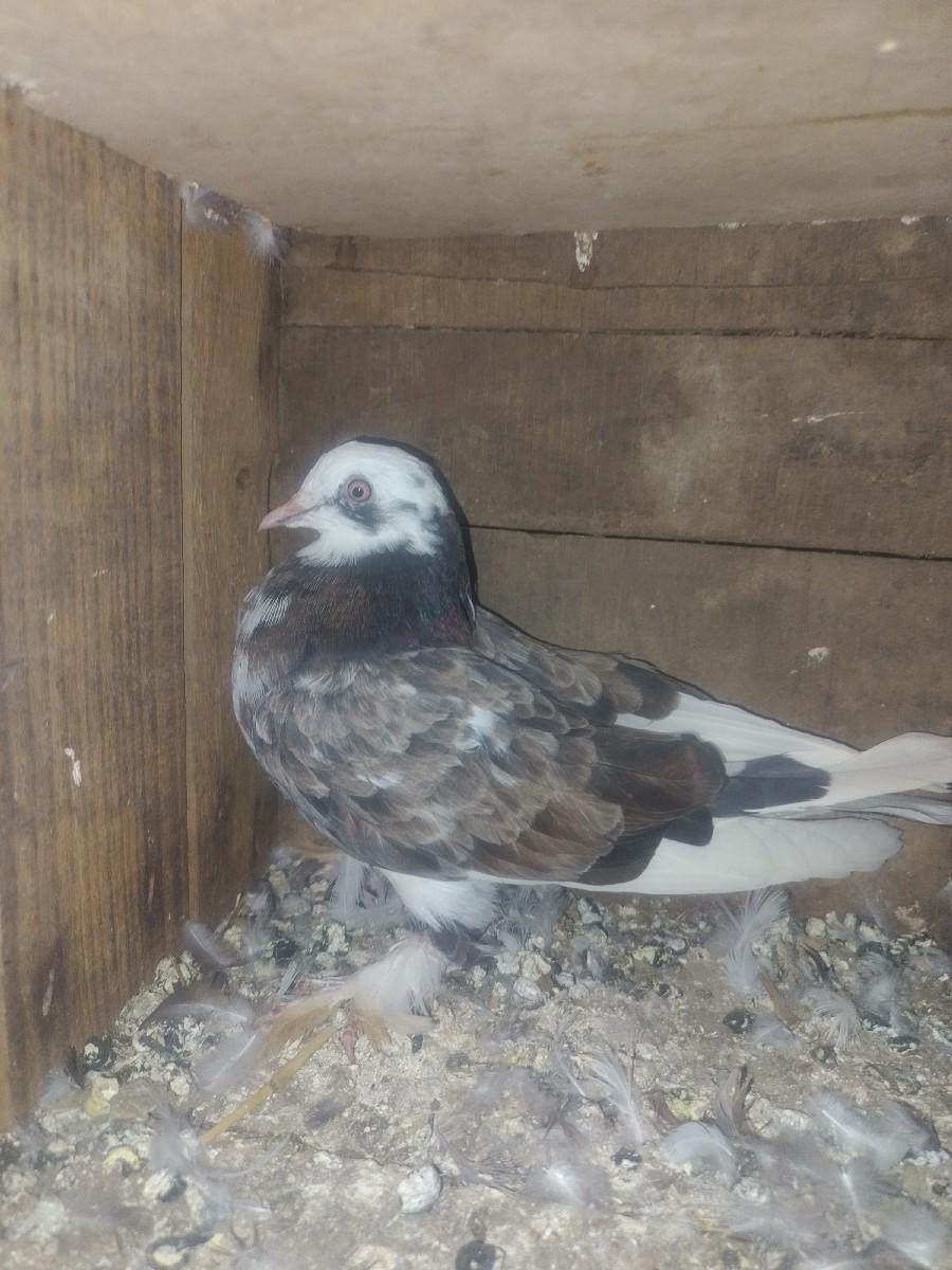 थंबनेल 2