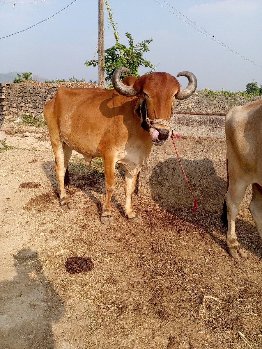 થંબનેલ 3