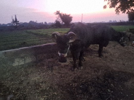 વેસવાનિસે