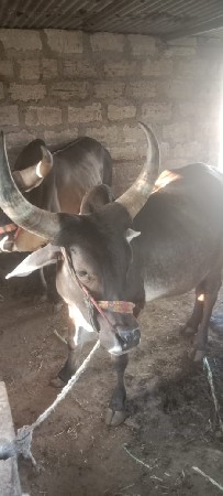 થંબનેલ 2