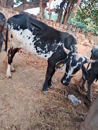 ગાય વેચવાની છે