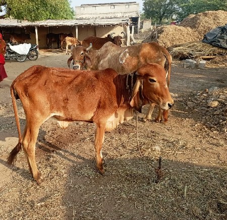 વાંસલડી વેચવાની છે
