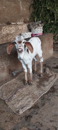 ગાય વેચવાની છે