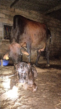 ગીર કોર્ષ ગાય આપવા ની છે