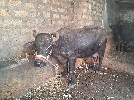 થંબનેલ 4