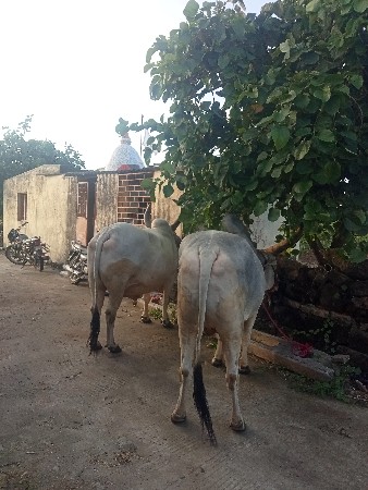 બળદ વેચવાના છે