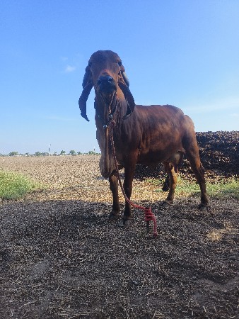 થંબનેલ 3