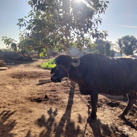 थंबनेल 2