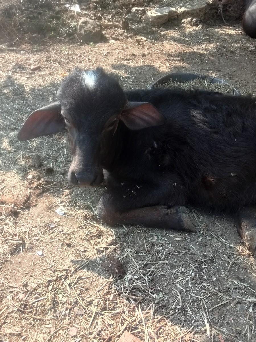 थंबनेल 3