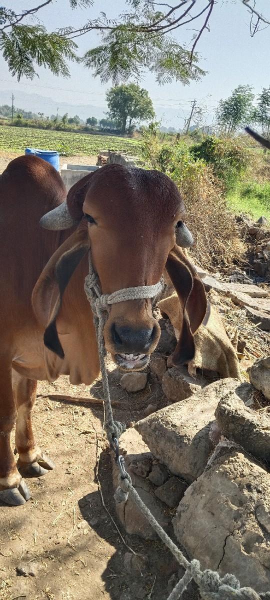 થંબનેલ 2