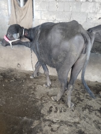 ખડેલી વેચવાની છે