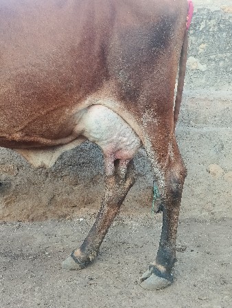 ગાય વેચવાની છે