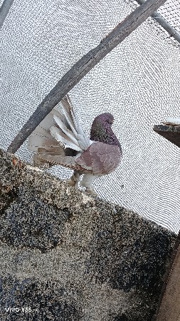 थंबनेल 2