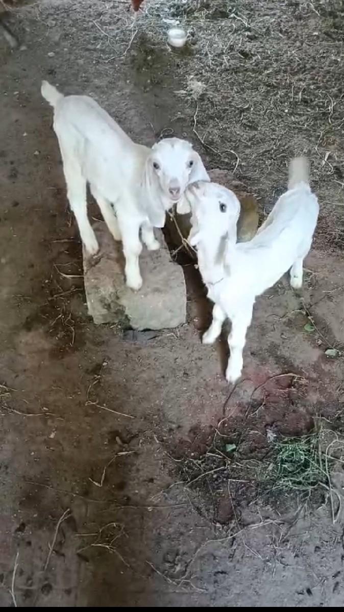 થંબનેલ 2