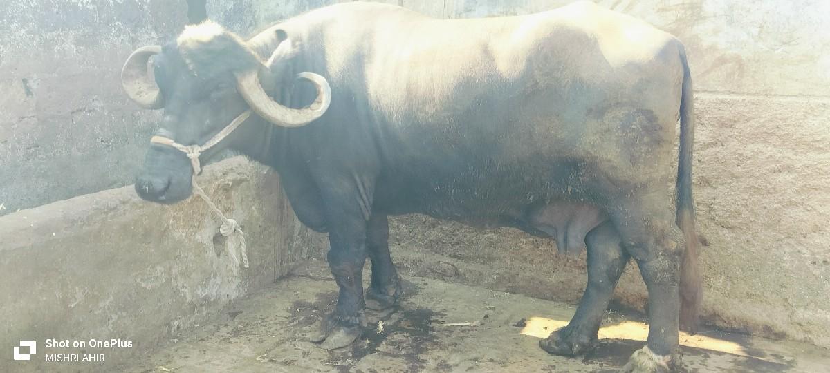 थंबनेल 3