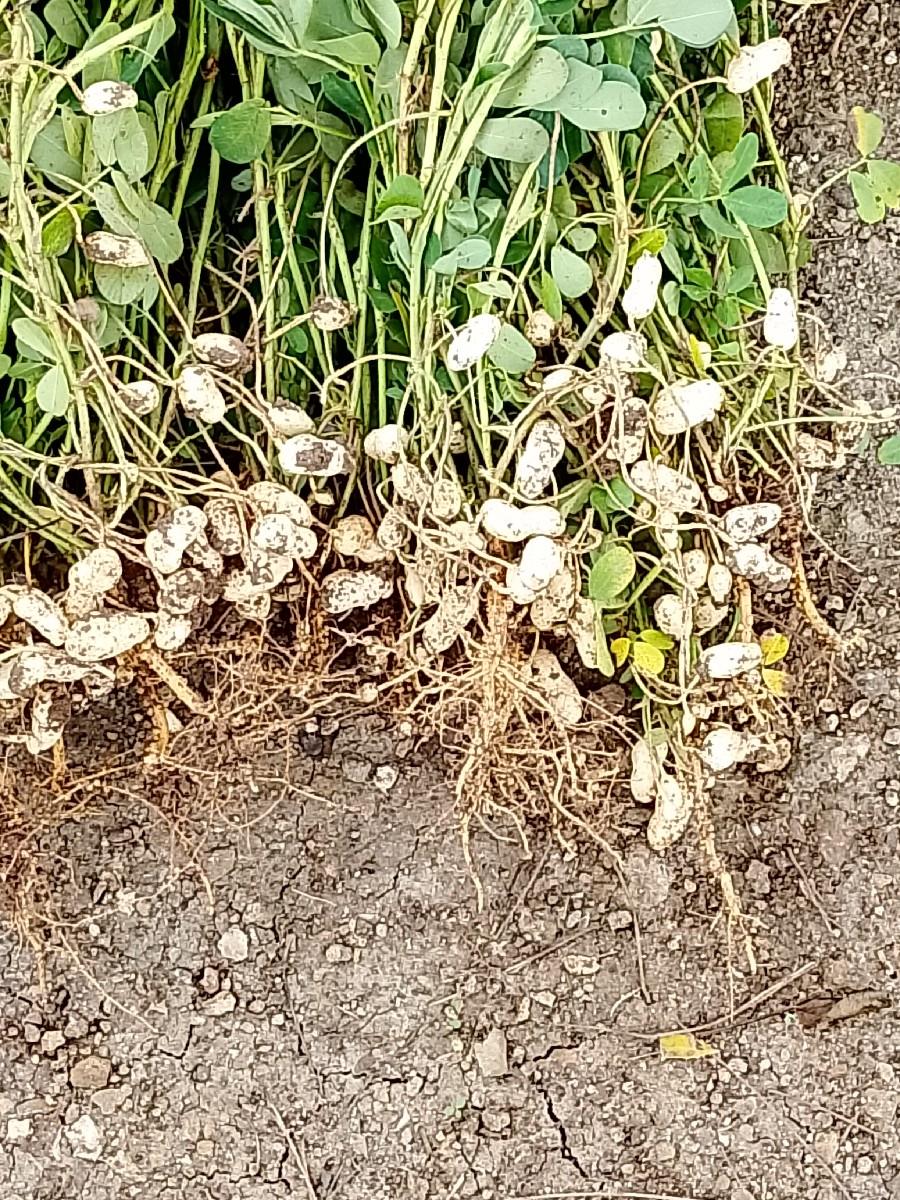 બિયારણ માં ૧૪૦૦.   ૨૦ કિલો