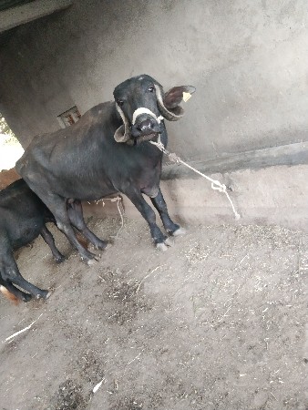 ભેંશ વેચવાની છે