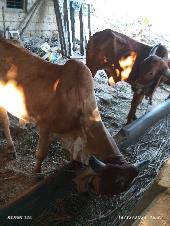 ગોઢલા વેચવાના છે