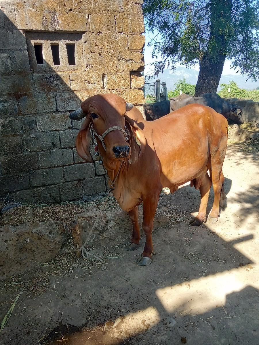 थंबनेल 2