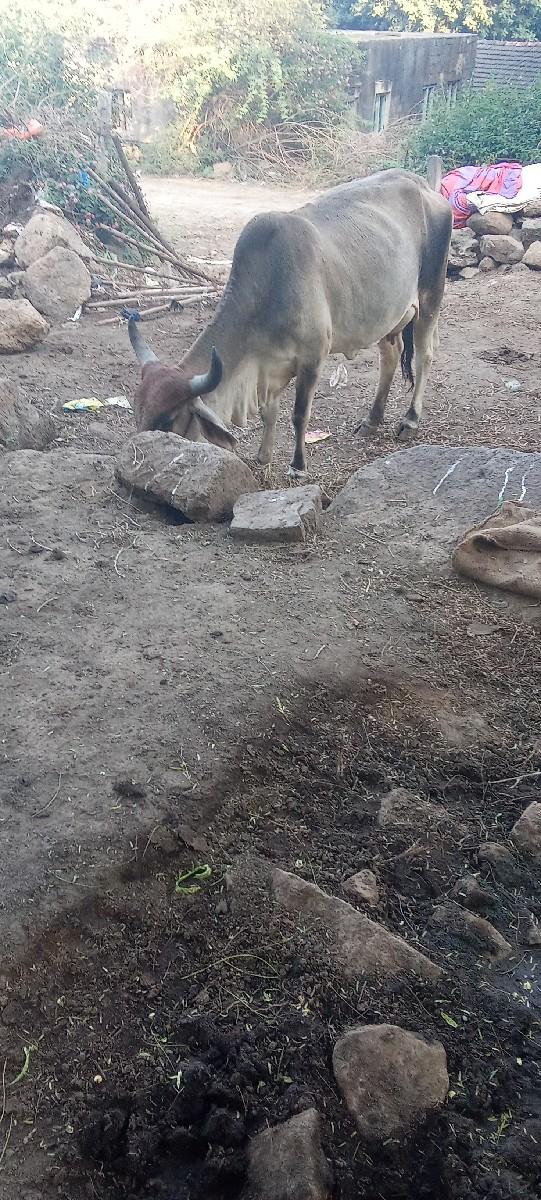 રામચાવડા