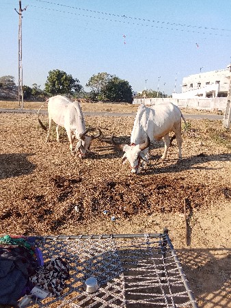 થંબનેલ 3