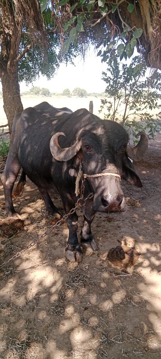 થંબનેલ 2