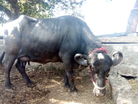 થંબનેલ 2