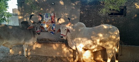 થંબનેલ 3