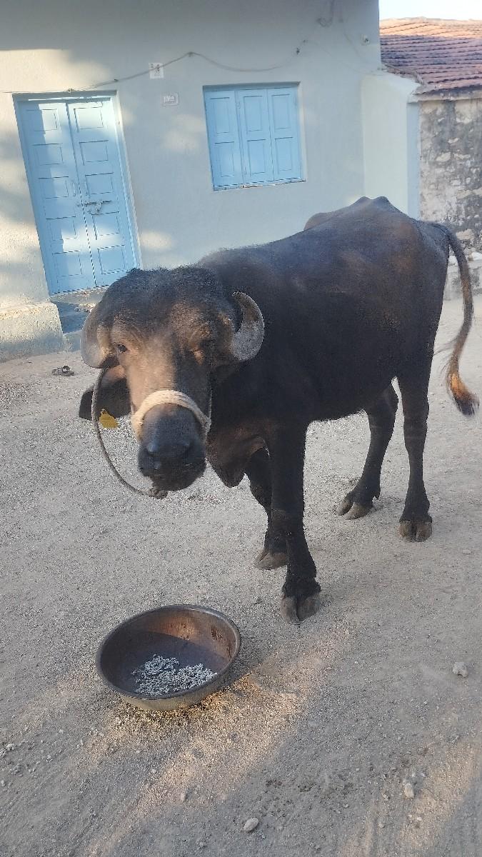 થંબનેલ 2