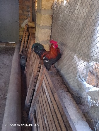 દેશી મુરઘા વેચવાના છે