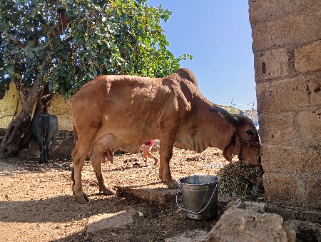 થંબનેલ 2