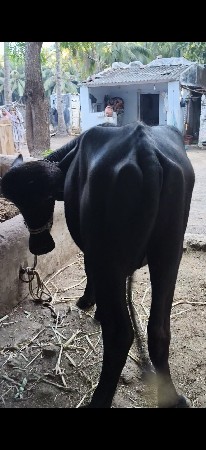 થંબનેલ 3