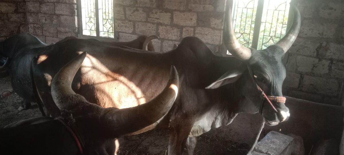 ગોઢલાવેચવાનાછે